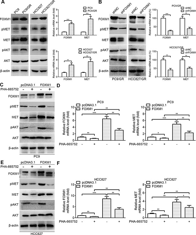 FOXM1 activates pAKT signaling via MET in lung adenocarcinoma cells.
