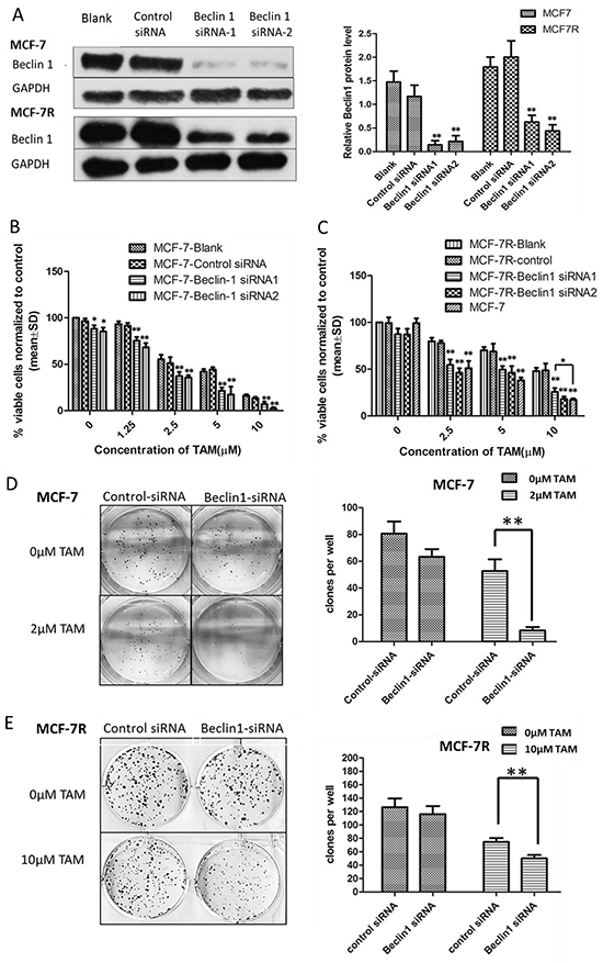 Beclin 1 downregulation led to increased tamoxifen sensitivity of ER-positive breast cancer cells including decelerated proliferation, enhanced cell apoptosis together with lower migration and invasion capability.