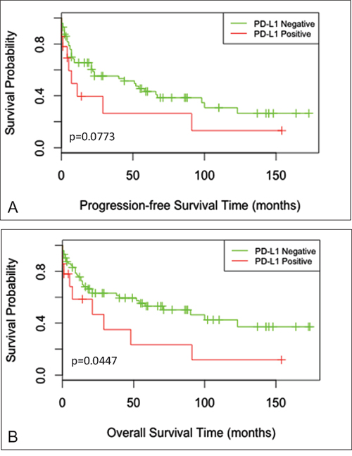 Survival curves for progression-free survival and overall survival.