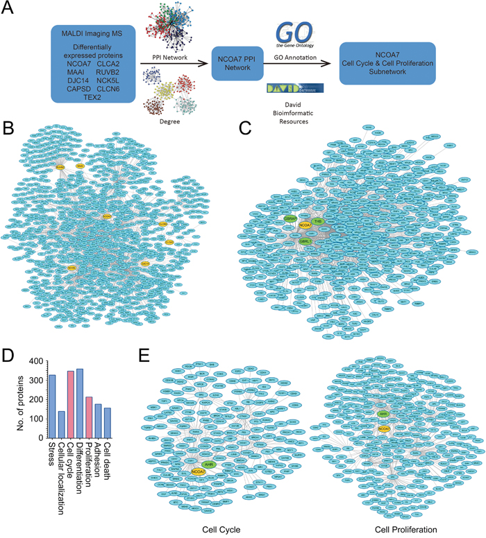 Bioinformatics analysis of proteins identified from MALDI-IMS.