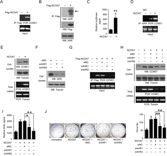 NCOA7 regulates cell proliferation by activating AHR.