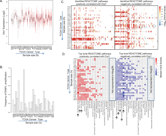 Identification of Drp1 co/anti-expression modules across TCGA tumor types.