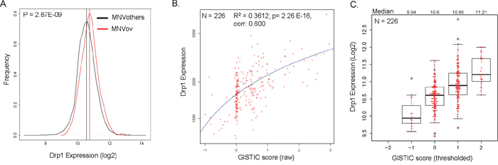 Elevated expression of Drp1 due to gene duplication in epithelial ovarian tumors.