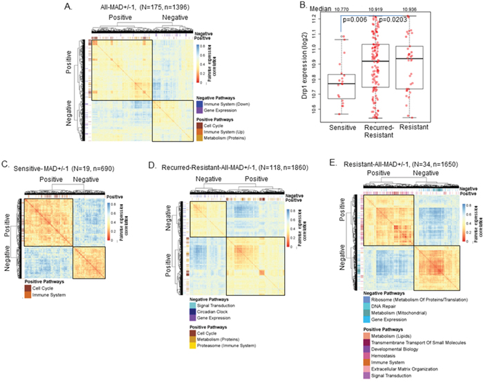 Drp1 expression and its correlation with cell cycle module vary with chemosensitivity.