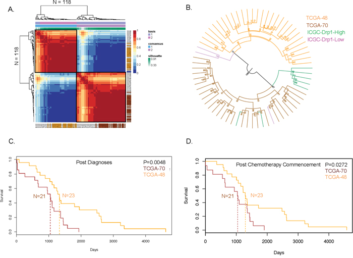 Drp1 based classification of the primary tumors of recurred-resistant EOC patients.