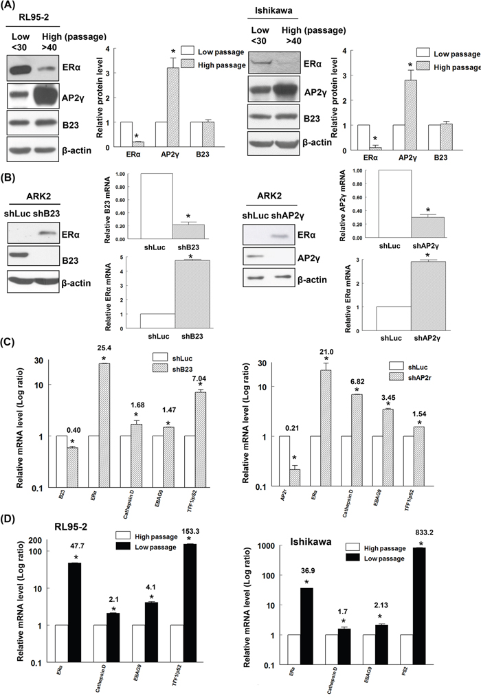 B23 negatively regulates ER&#x03B1; expression and its downstream genes in endometrial cancer cells.