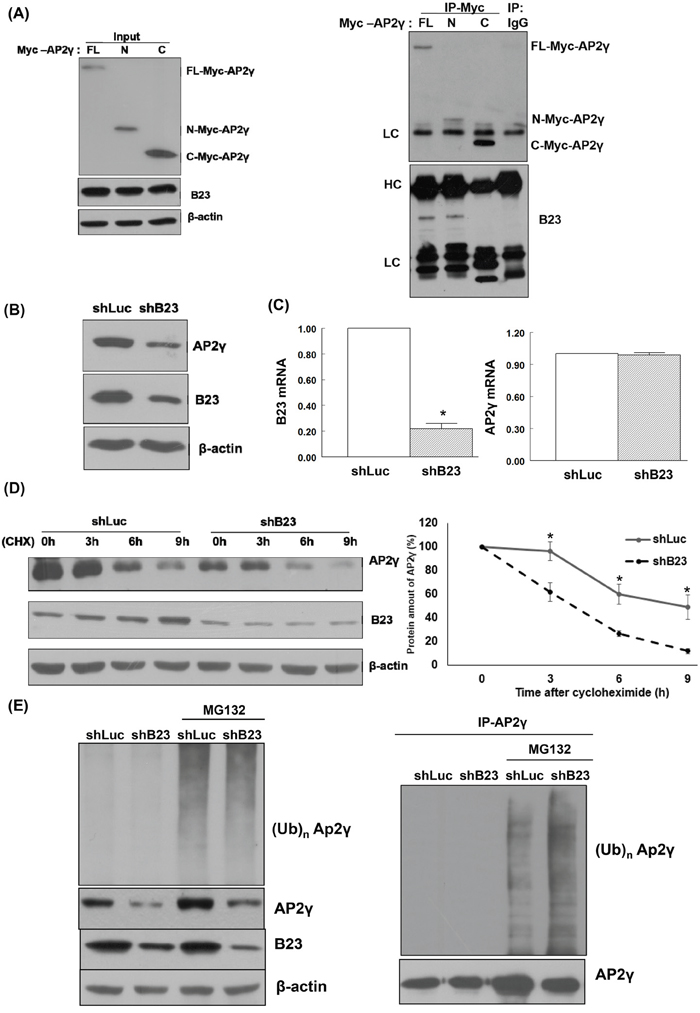 B23 interacts with the N-terminal fragment of AP2&#x03B3;.