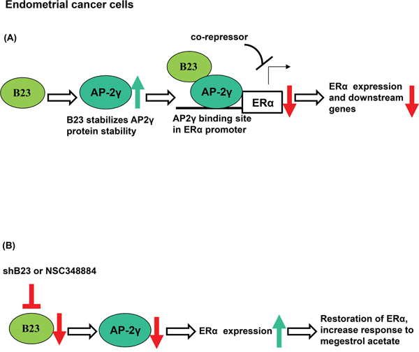 Schematic model of the mechanism by which B23 regulates ER&#x03B1; through AP2&#x03B3; in endometrial cancer cells.