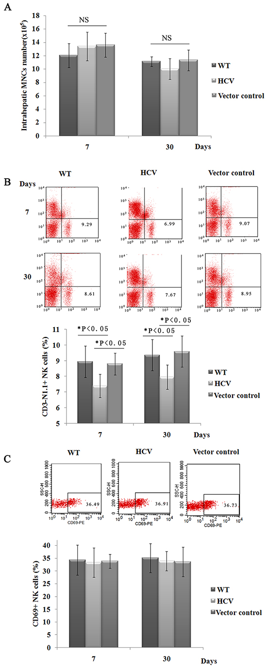 Hepatic NK cell populations are reduced in HCV mice.