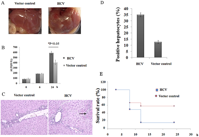 HCV mice are hypersensitive to ConA-induced hepatic injury.