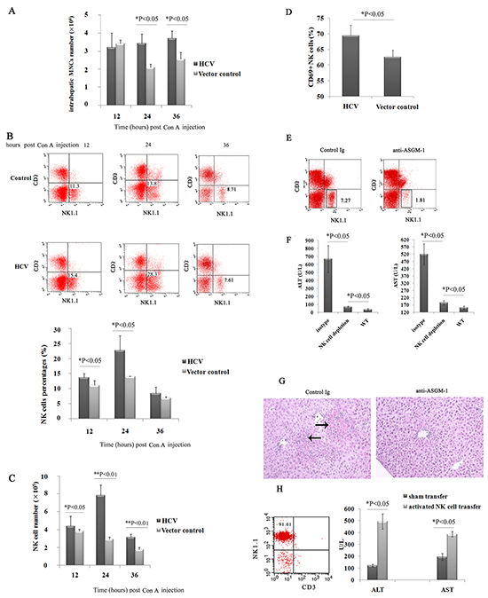 The increased liver injury induced by ConA was dependent on intrahepatic NK cells in HCV mice.