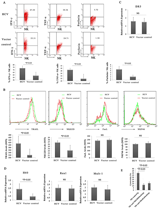 Highly activated hepatic NK cells and increased levels of cytokines act synergistically to amplify ConA-induced liver injury in HCV mice.