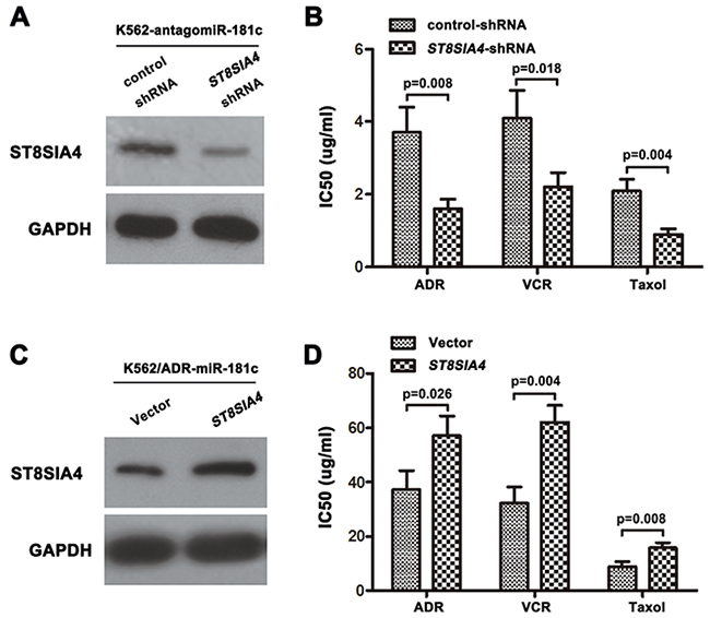 The silence or overexpression of ST8SIA4 reversed the effect of miR-181c on drug resistance.