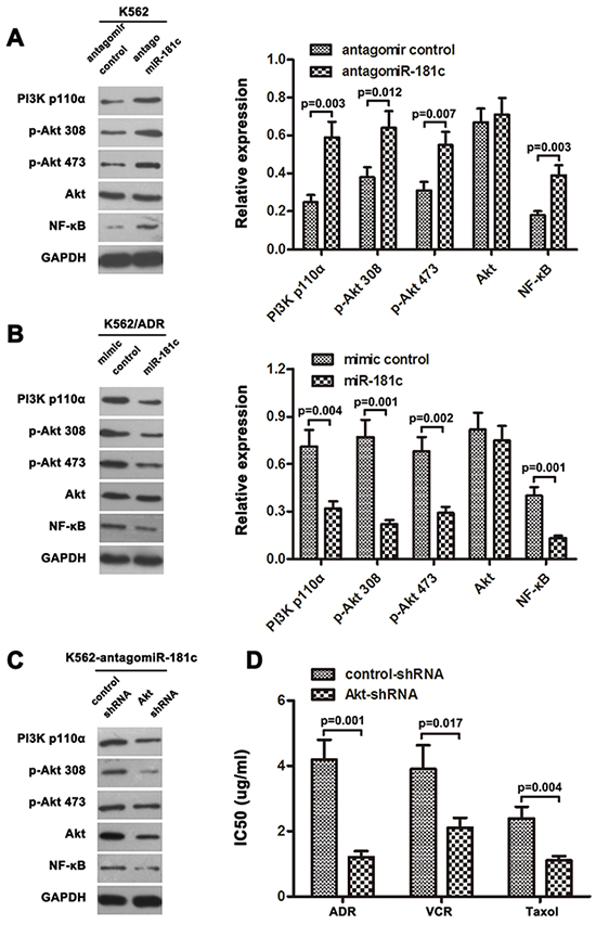 Downregulation of miR-181c activated PI3K/AKT signaling.