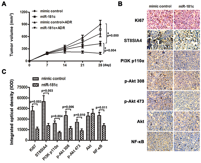MiR-181c sensitizes K562/ADR cells to chemotherapeutic drugs in vivo.