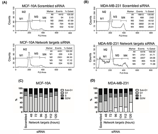 The knockdown of the network target induces cell death in MDA-MB-231 cells.