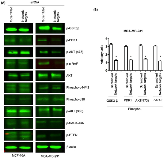 The knockdown of the network targets downregulates phosphorylation of PI3K/Akt and MAPK signaling pathways in MDA-MB-231 cells.
