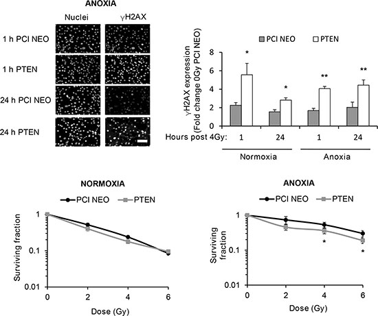 Genetic inhibition of PI3K increases and prolongs radiation-induced DNA damage across oxygen environments but selectively inhibits clonogenic survival of anoxic cells.