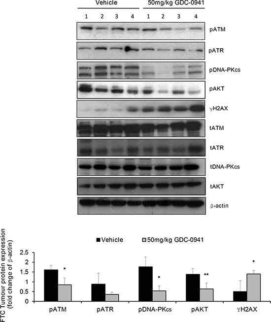 GDC-0941 inhibits PIKK activation and increases DNA damage in irradiated human FTC xenografts.