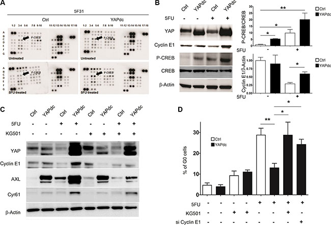 Ectopic expression of YAPdc alleviates cellular quiescence induced by 5FU.