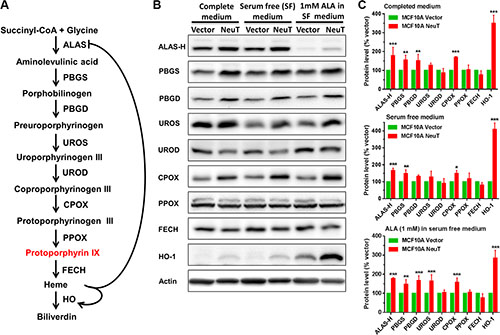 NeuT oncogene transformation elevated the level of heme biosynthesis enzymes.