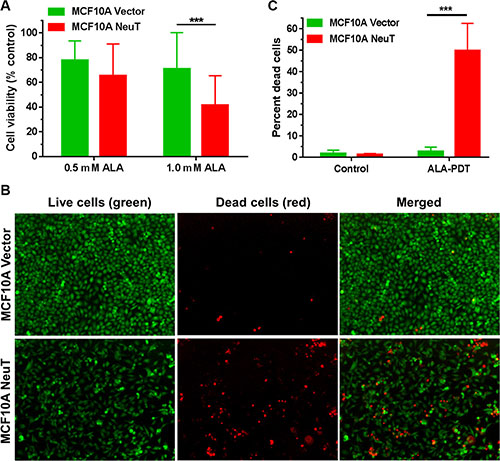 NeuT oncogene transformation increased cell sensitivity to ALA-mediated PDT.
