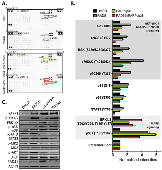 Targeting of RAD51 activates several signaling pathways but attenuated by combining with PARP and p38 inhibition.