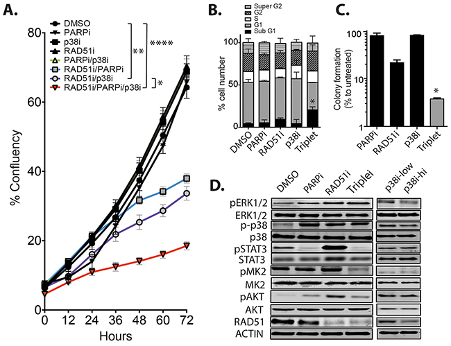 The combination of RAD51/PARP/p38 inhibition retards TNBC growth in vitro.