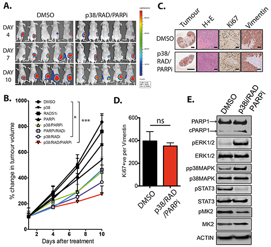 RAD51, PARP and p38 combined inhibition in vivo.