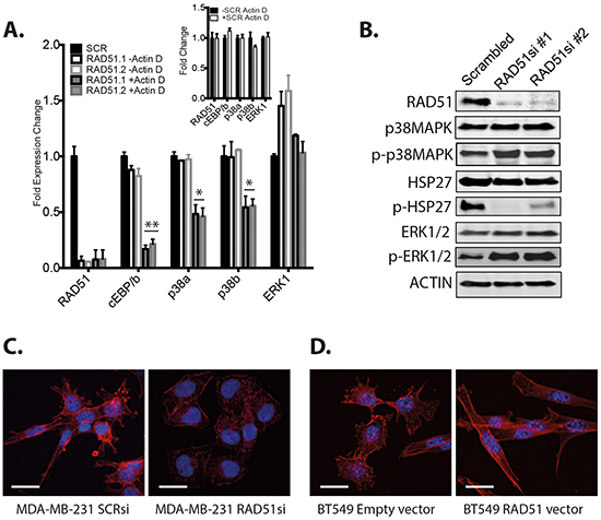 Analysis of p38 pathway signaling.