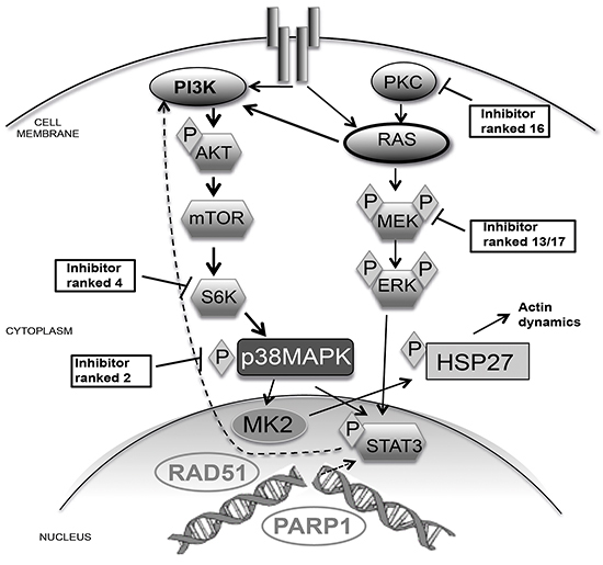 Schematic of p38 pathway signaling.
