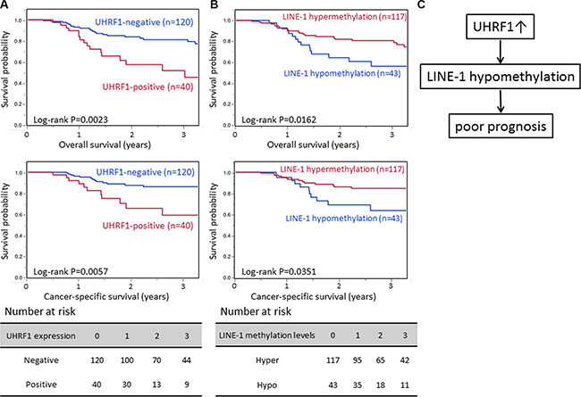 Survival analyses of UHRF1 expression and LINE-1 methylation level.