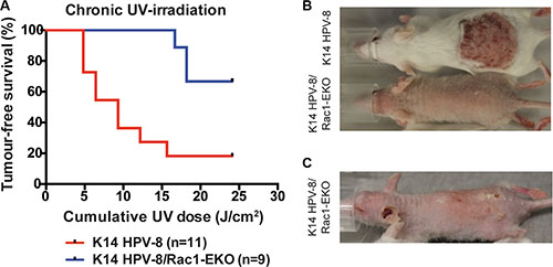 Epidermis specific deletion of Rac1 attenuates chronic UV-light induced papilloma formation in K14 HPV-8 mice.