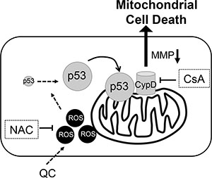 Proposed model of molecular event for QC induced hESCs cell death, Perpendicular line for inhibition, NAC for N-acetyl cysteine, MMP for mitochondrial membrane permeability, CypD for Cyclophilin D, and CsA for cyclosphorine A.
