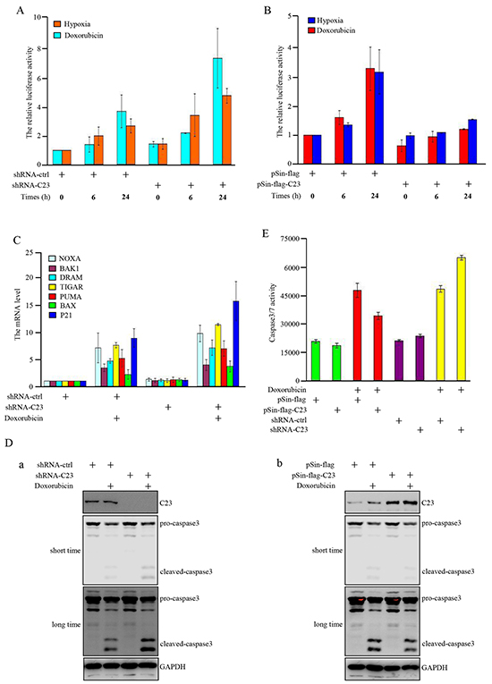 C23 suppressed the transcriptional activity of p53 upon DNA damage and hypoxia.