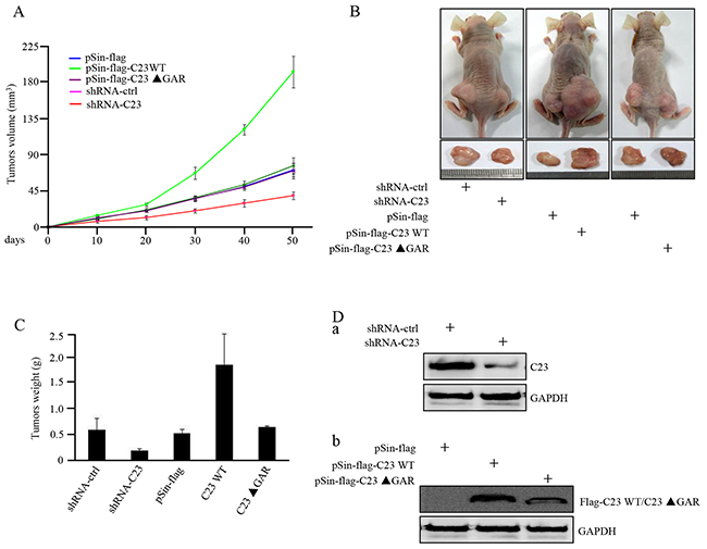 C23 overexpression increased tumor growth in xenograft mouse model.