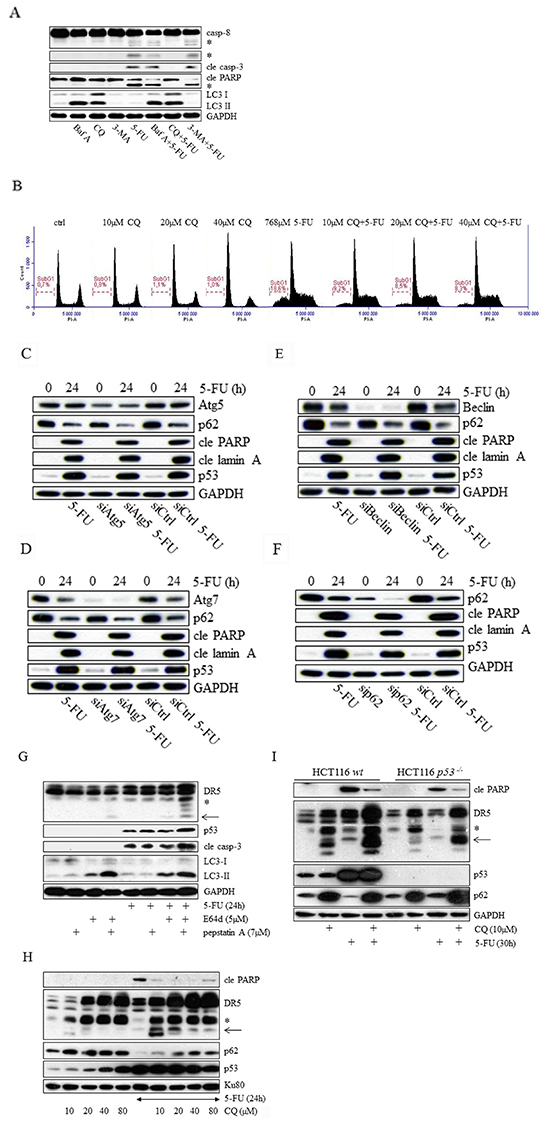 Chloroquine and bafilomycin A abrogate 5-FU generated apoptosis in HCT116 cells through an effect separated from autophagy inhibition.