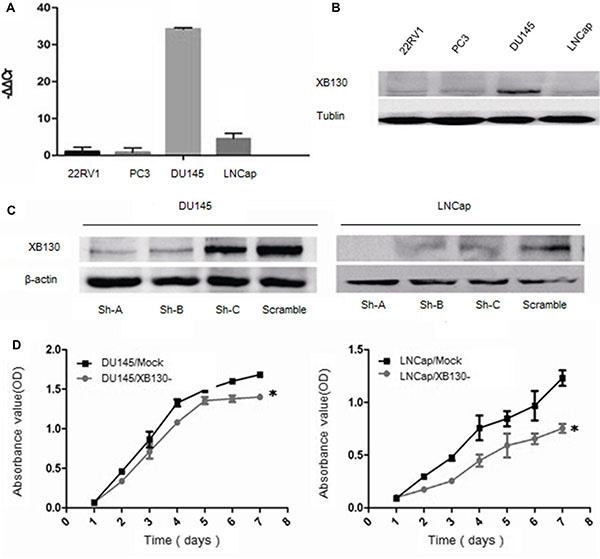 Knockdown of XB130 inhibited the proliferation of prostate cancer cell lines.