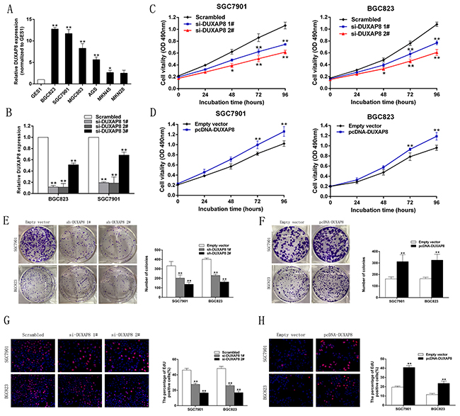 DUXAP8 promotes GC cell proliferation in vitro.