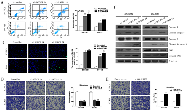 Effect of DUXAP8 on GC cell apoptosis and migrationin vitro.