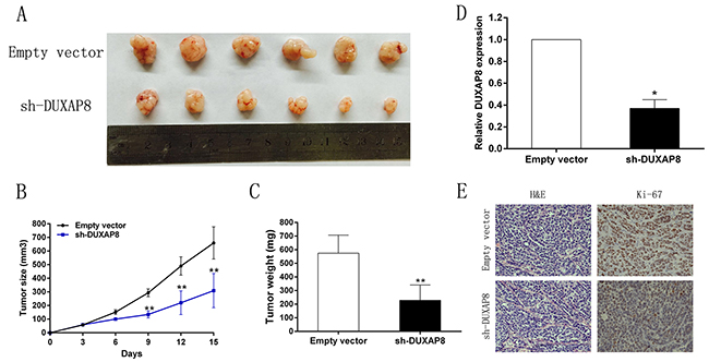 DUXAP8 promotes tumorigenesis of GC cells in vivo.