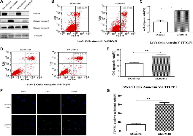 KDM4B expression is closely associated with cell apoptosis.