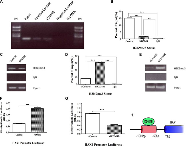KDM4B transcriptionally activates HAX1 expression via demethylation of H3K9me3 at the promoter region.