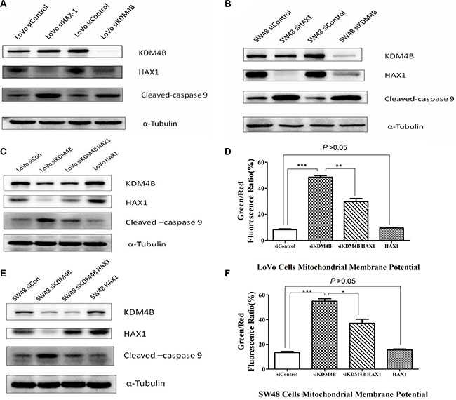 HAX1 is required for the role of KDM4B in mitochondrial apoptosis.
