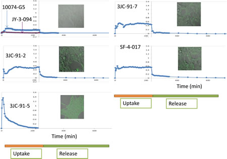 Live cell uptake and release of 10074-G5 and select Group B compounds.