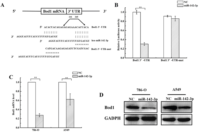 MiR-142-3p targets the Bod1 3&rsquo;-UTR and suppresses its expression.