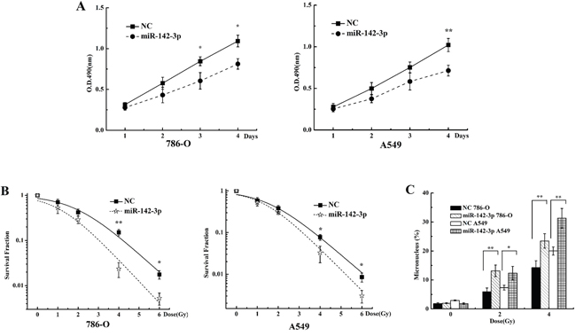 miR-142-3p overexpression sensitizes 786-O and A549 cells to X-rays.