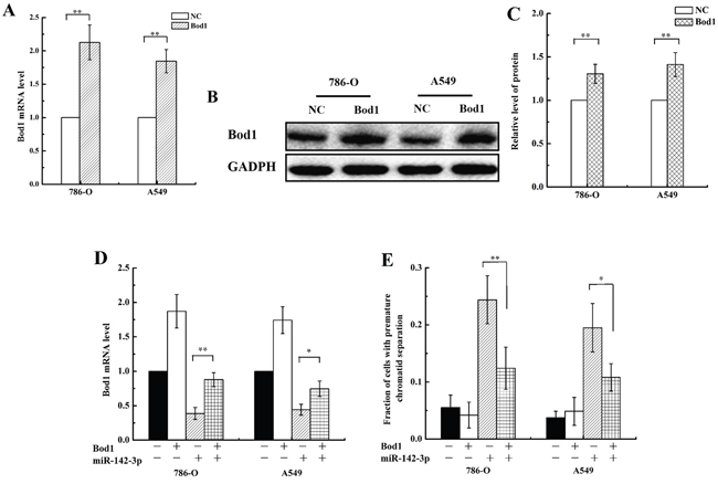 Bod1 overexpression inhibits miR-142-3p-induced premature chromatid separation.