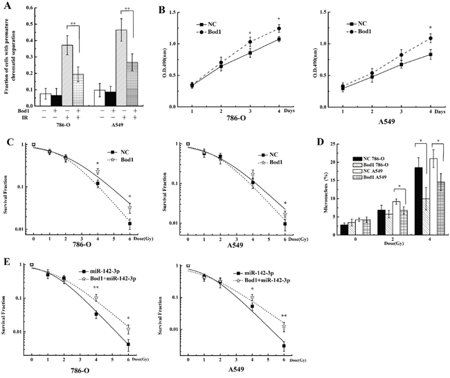 Bod1 overexpression inhibits X-ray-induced premature chromatid separation and enhances resistance to radiation in 786-O and A549 cells.