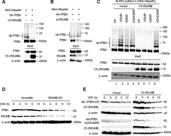 RSUME inhibits PTEN ubiquitination and increases protein stability.